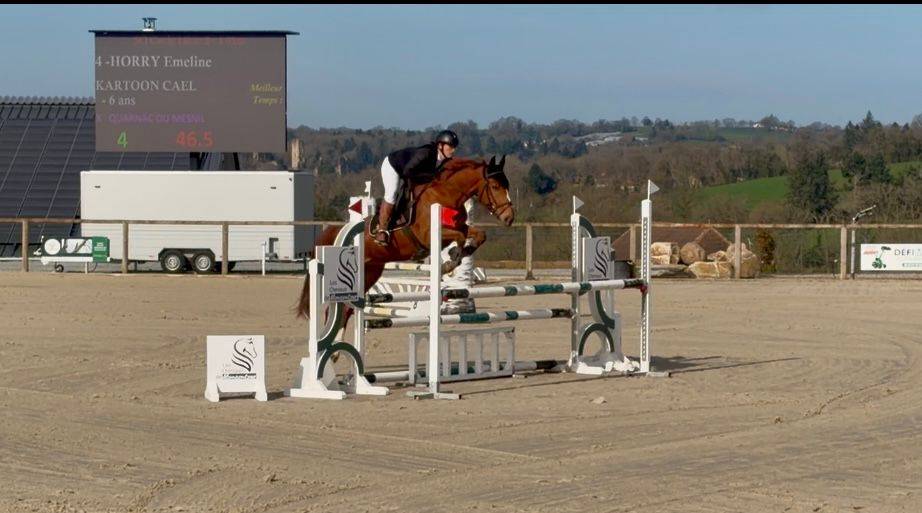 Gelding Selle Fran&ccedil;ais For sale 2020 Chesnut