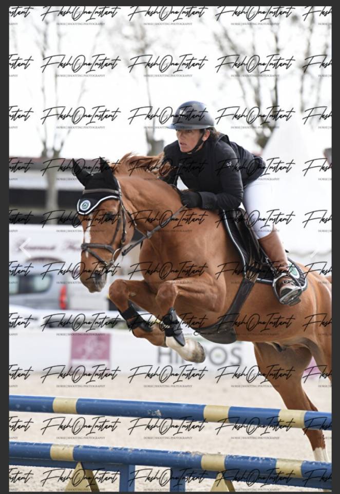 Gelding Selle Fran&ccedil;ais For sale 2020 Chesnut