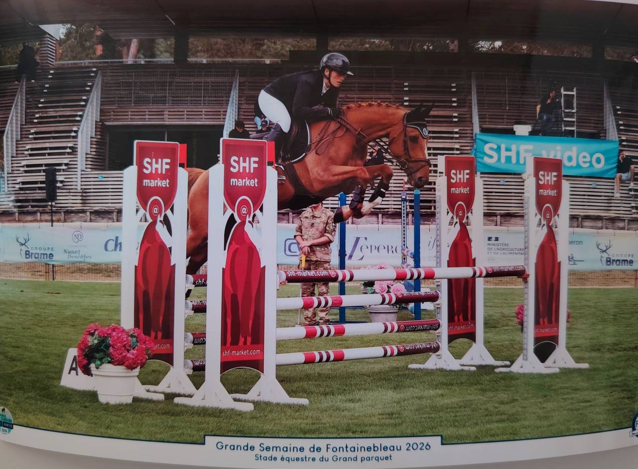Gelding Selle Fran&ccedil;ais For sale 2020 Chesnut