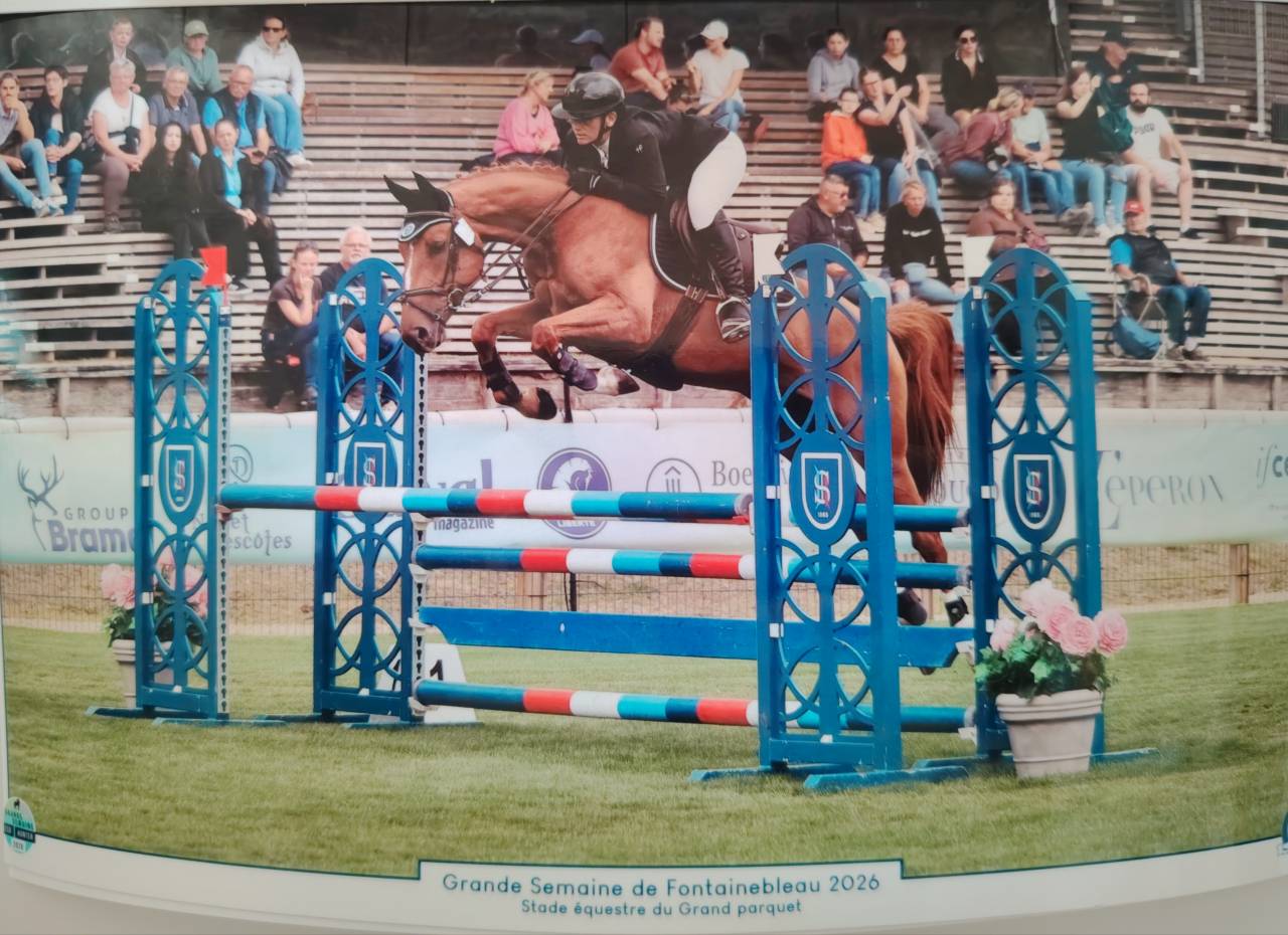 Gelding Selle Fran&ccedil;ais For sale 2020 Chesnut