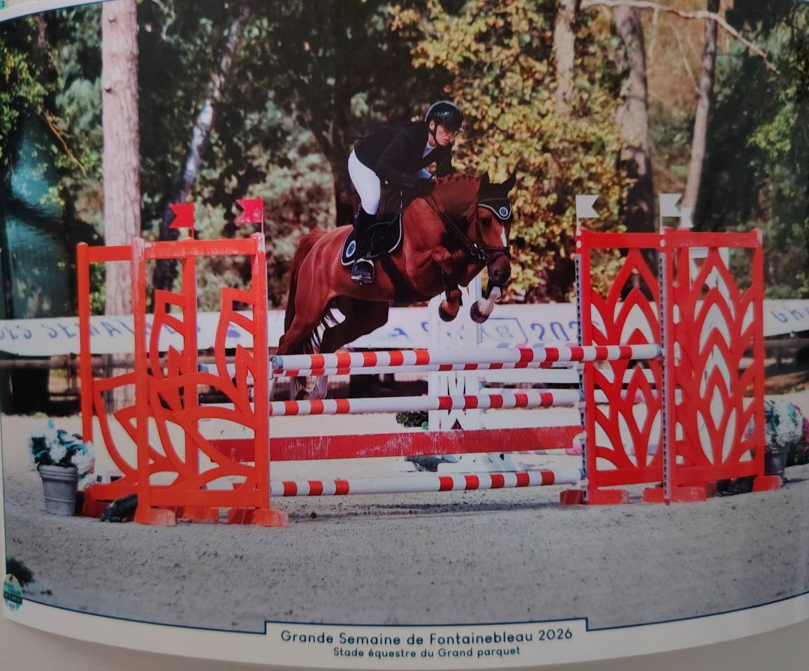 Gelding Selle Fran&ccedil;ais For sale 2020 Chesnut