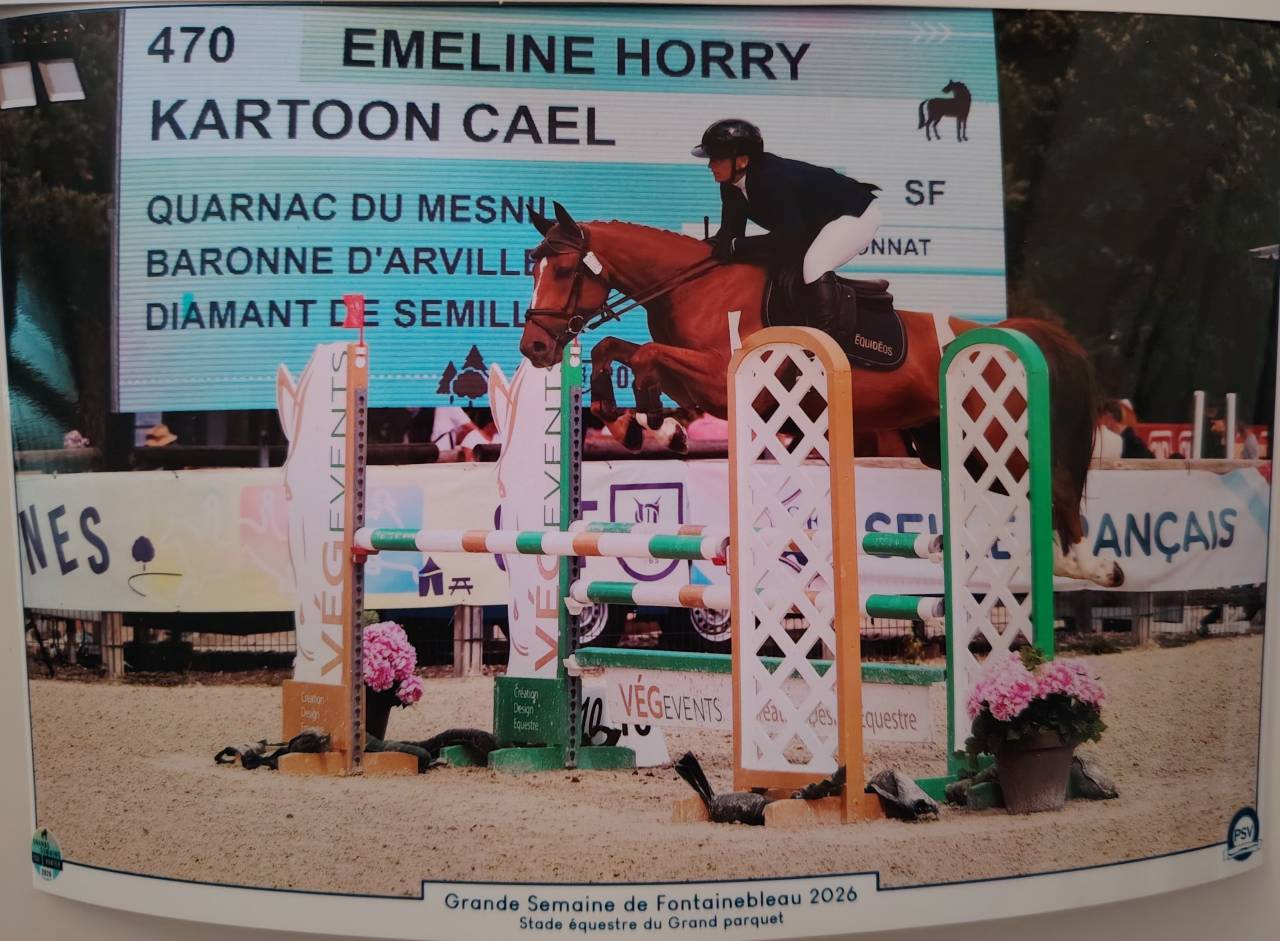Gelding Selle Fran&ccedil;ais For sale 2020 Chesnut