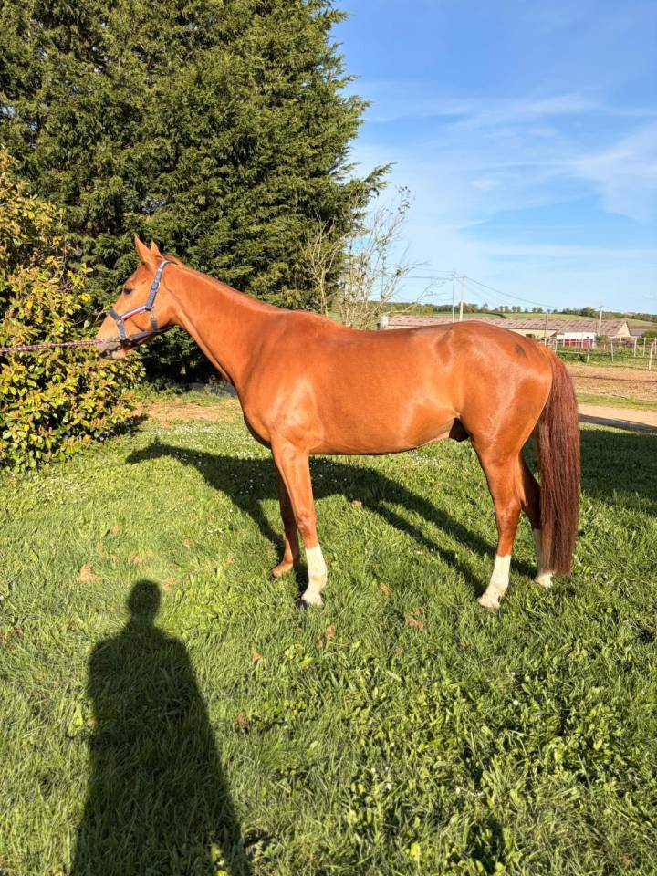 Gelding Selle Fran&ccedil;ais For sale 2020 Chesnut
