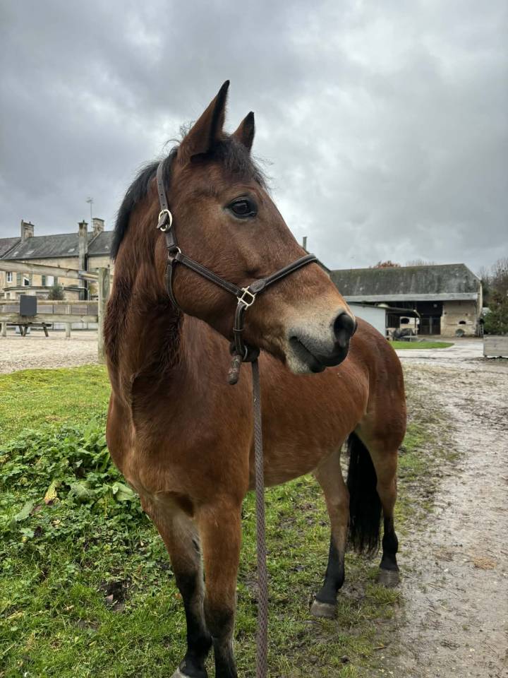 Mare New Forest For sale 2013 Bay