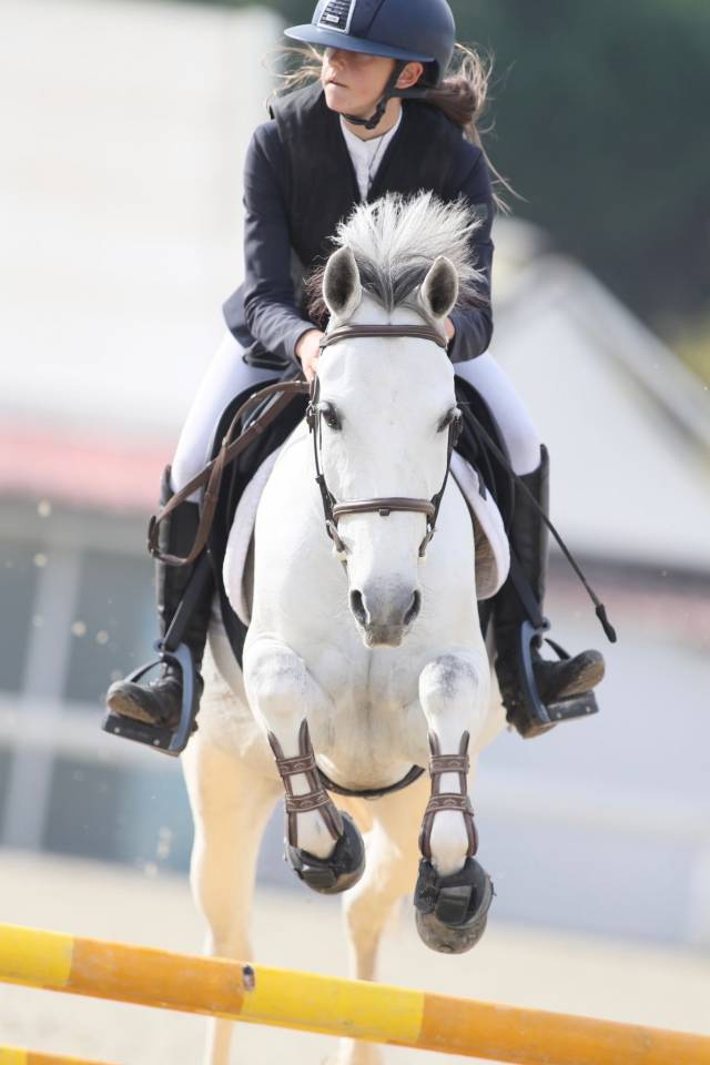 Mare Origin Recorded For sale 2020 Grey