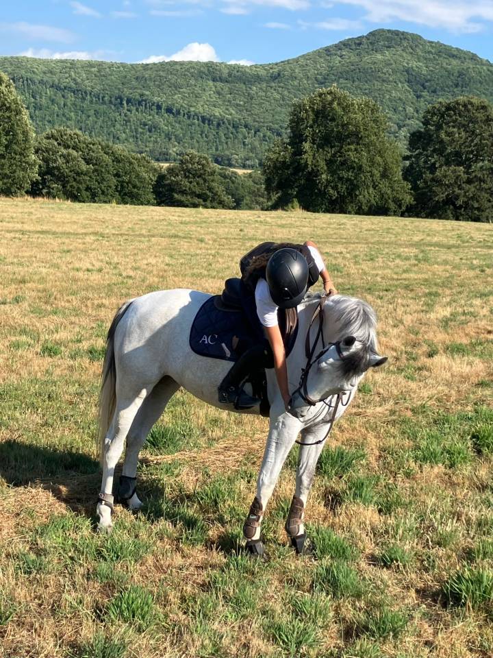 Mare Origin Recorded For sale 2020 Grey