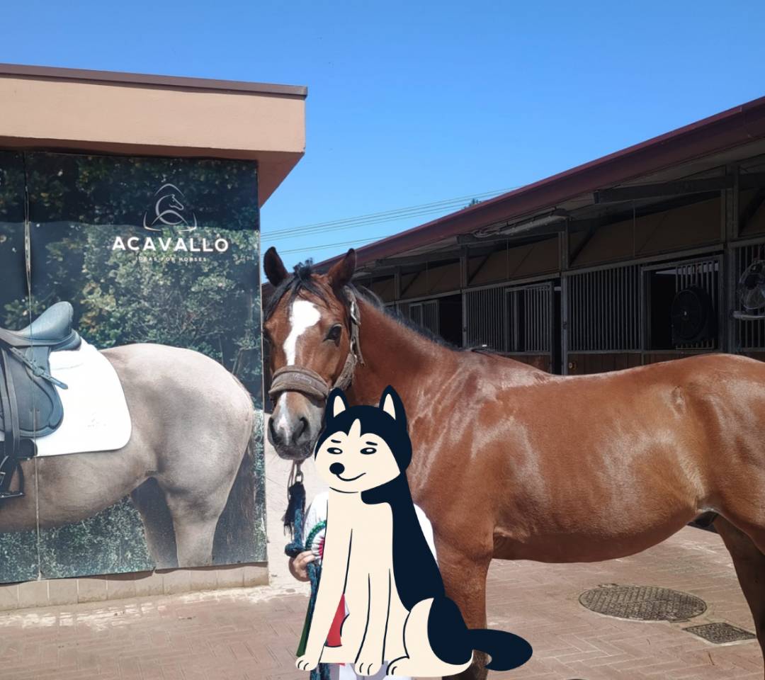 Gelding Origin Recorded For sale 2014 Bay