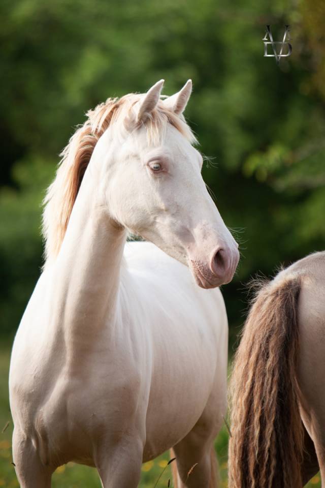 Filly PRE Pure Spanish Bred For sale 2024 Cream