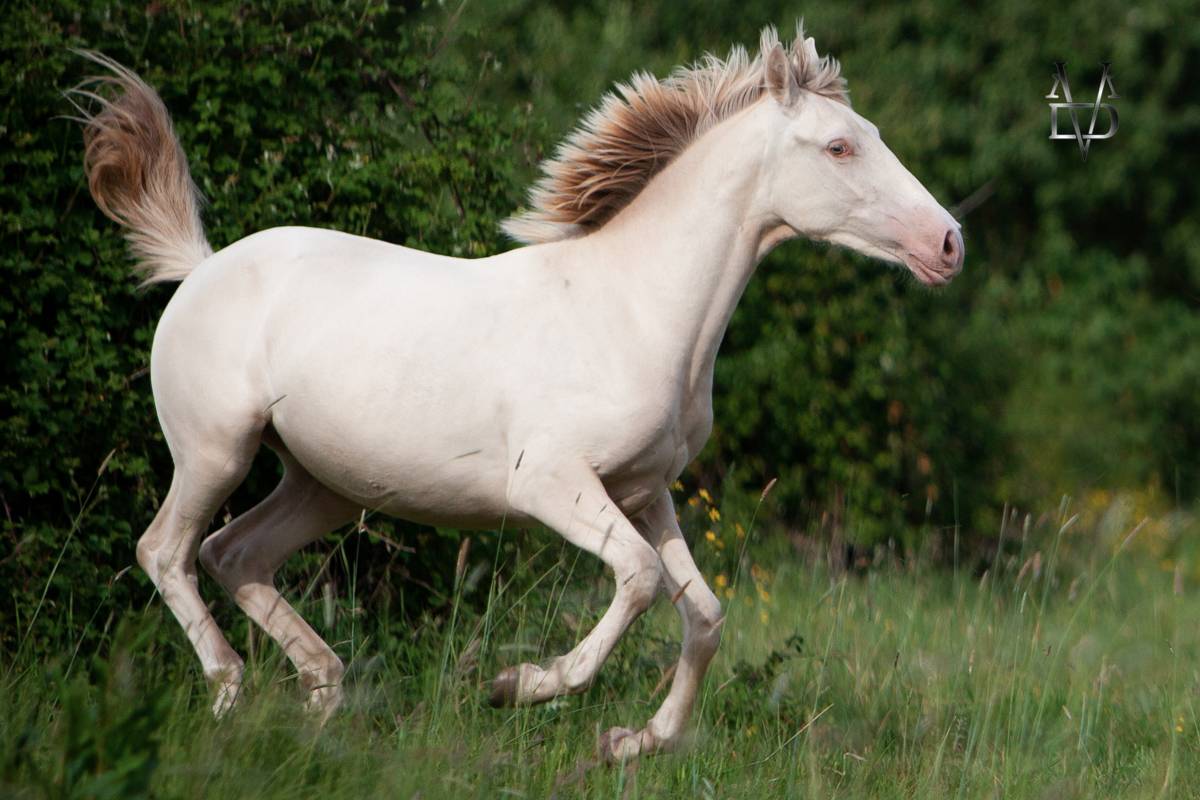 Filly PRE Pure Spanish Bred For sale 2024 Cream