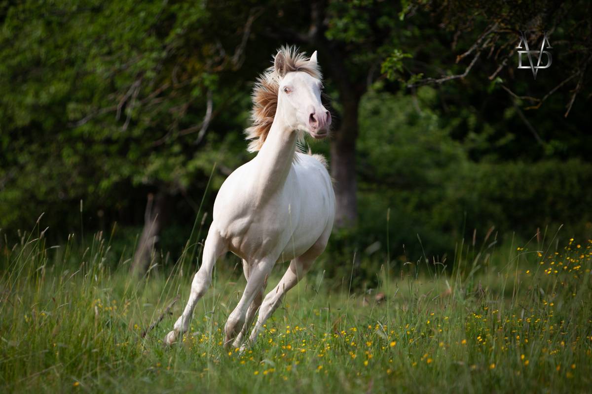Filly PRE Pure Spanish Bred For sale 2024 Cream