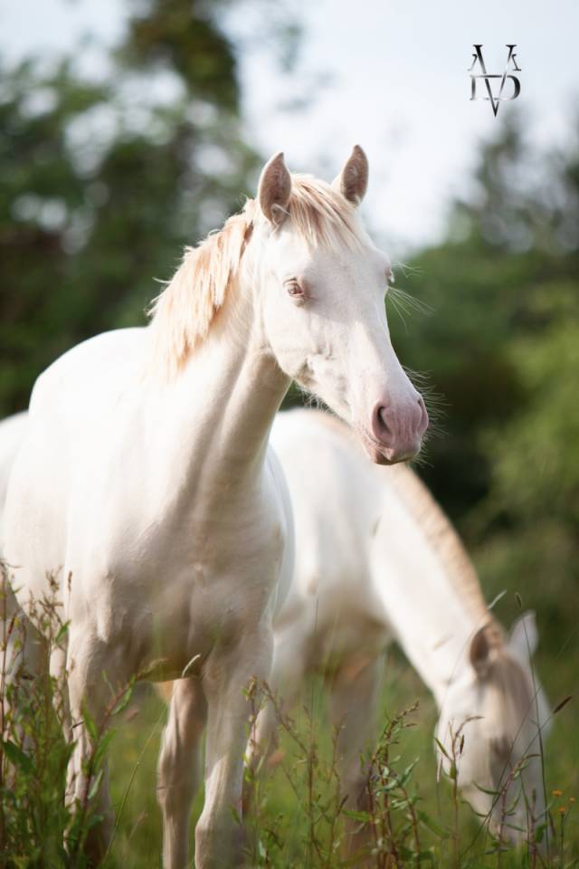 Filly PRE Pure Spanish Bred For sale 2024 Cream