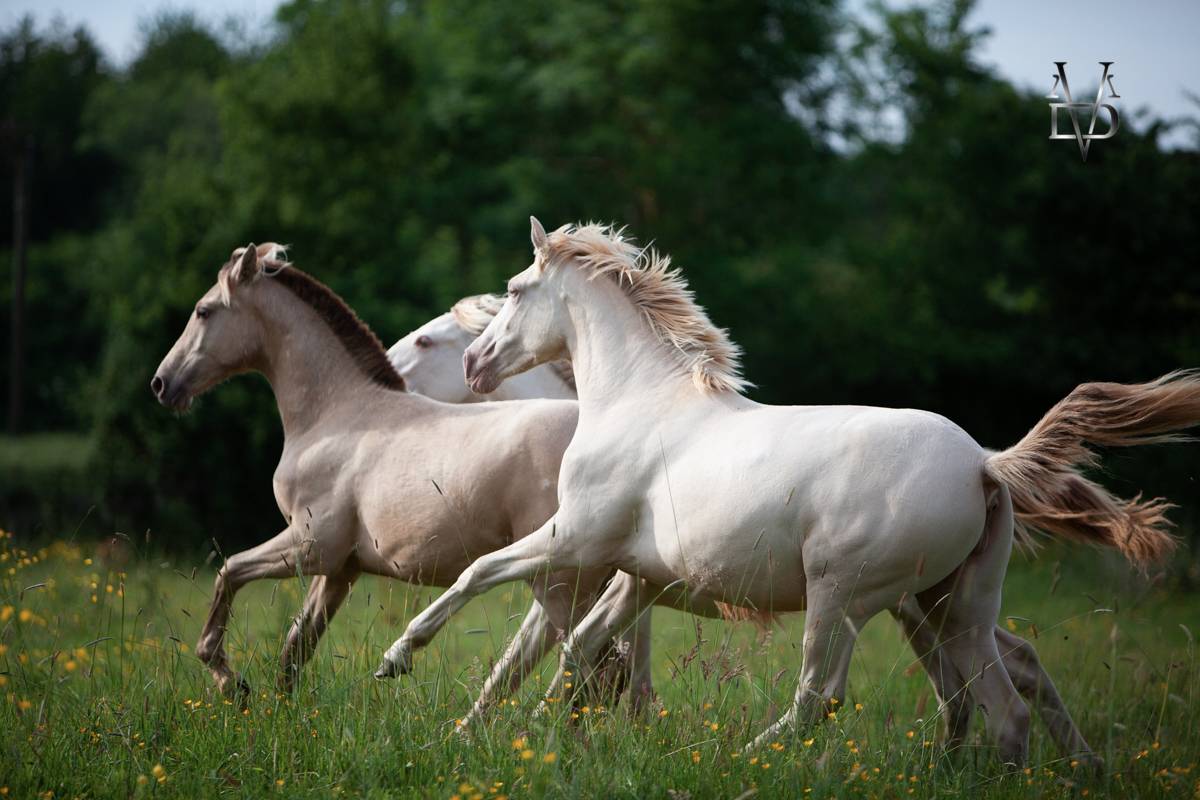 Filly PRE Pure Spanish Bred For sale 2024 Cream