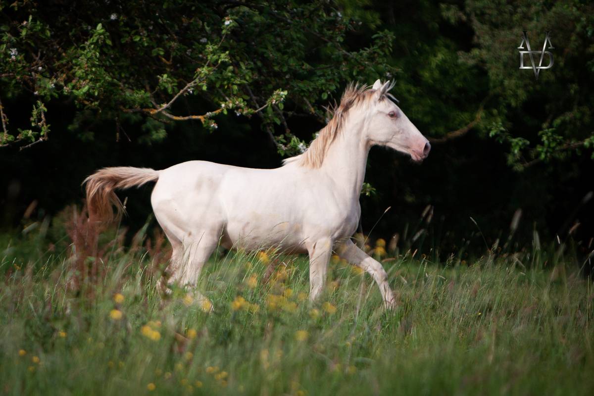 Filly PRE Pure Spanish Bred For sale 2024 Cream