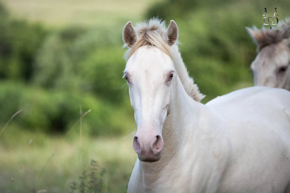 Filly PRE Pure Spanish Bred For sale 2024 Cream