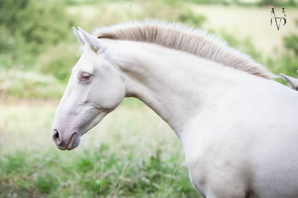Filly PRE Pure Spanish Bred For sale 2024 Cream