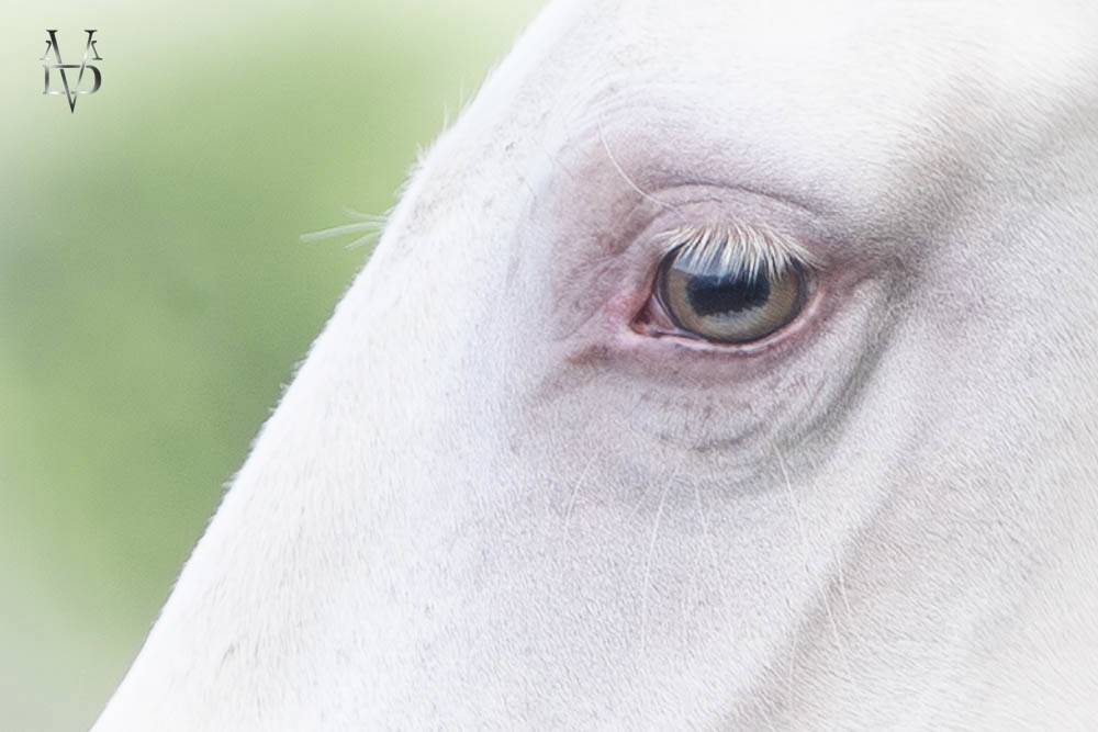 Filly PRE Pure Spanish Bred For sale 2024 Cream