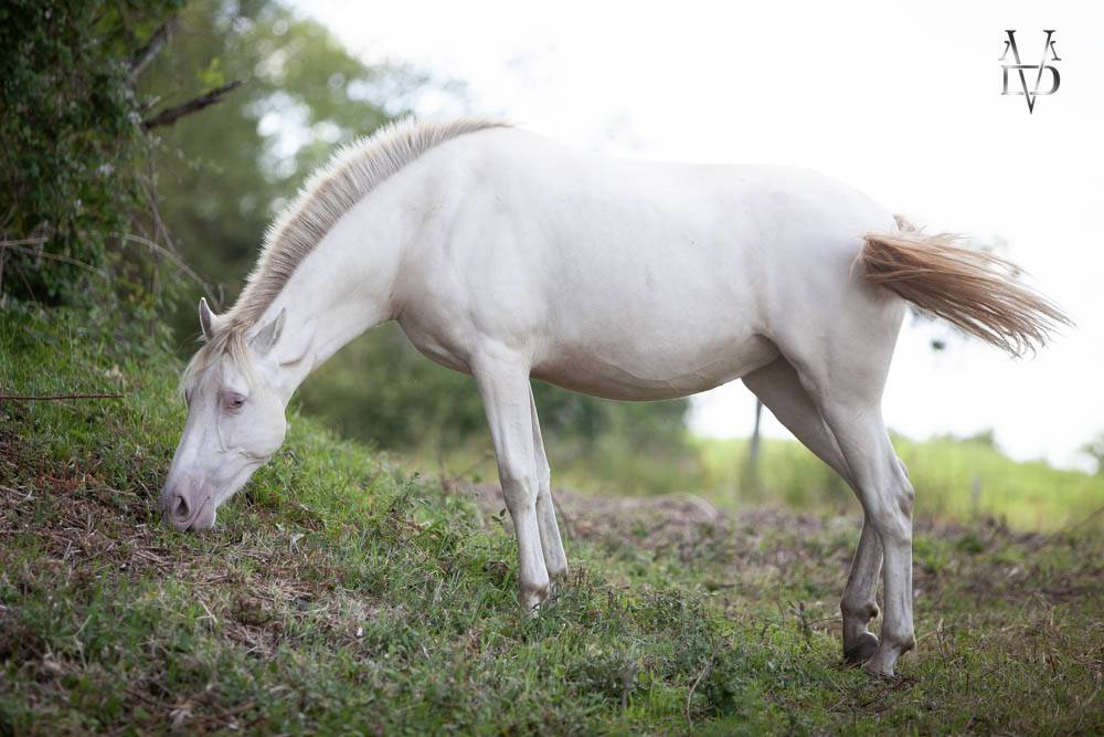 Filly PRE Pure Spanish Bred For sale 2024 Cream