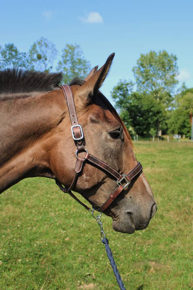 Mare French Trotter For sale 2017 Black