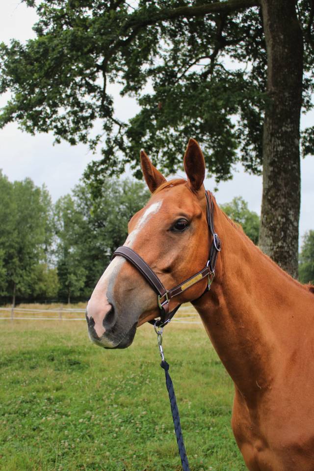 Gelding English Thoroughbred For sale 2020 Liver chestnut