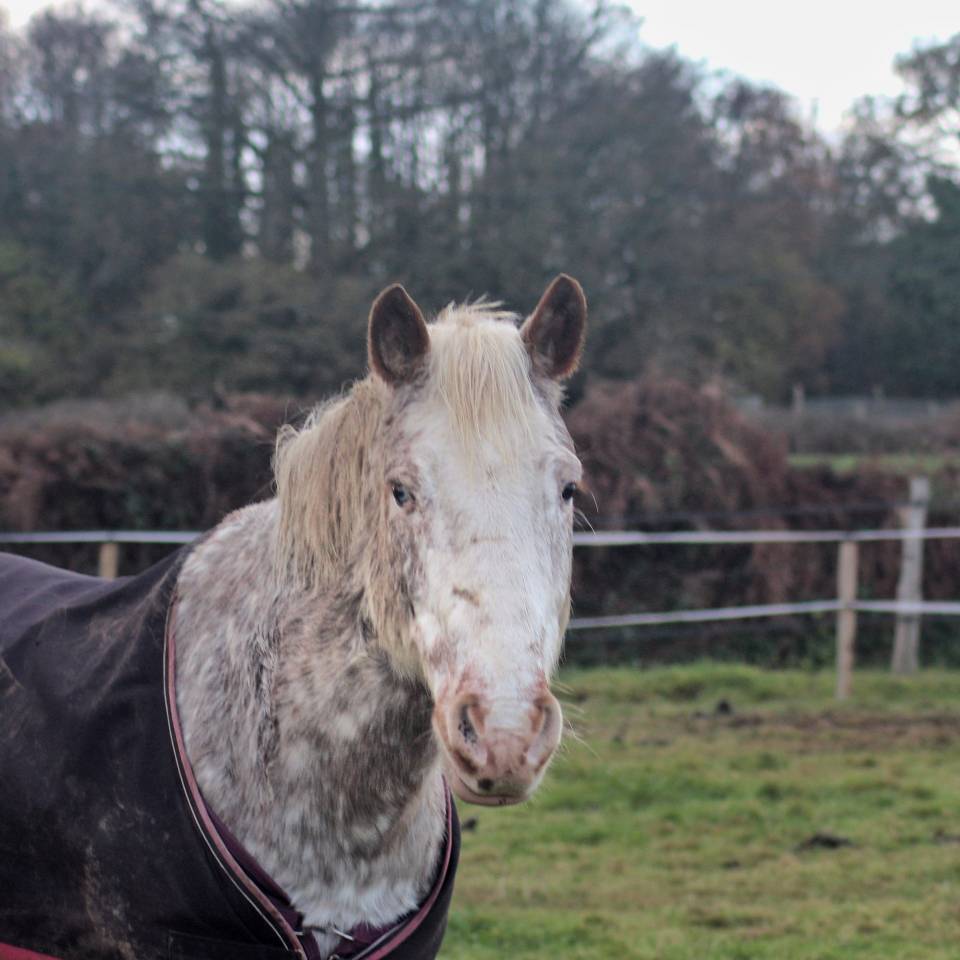 Gelding Origin Recorded Part-Livery 2010 Red roan