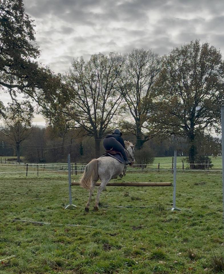 Gelding Origin Recorded Part-Livery 2010 Red roan