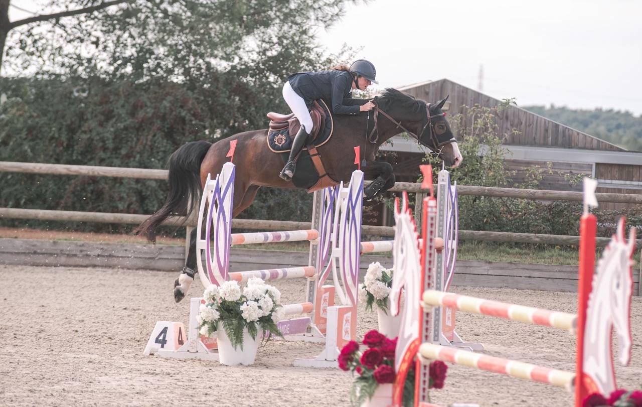 Gelding Selle Fran&ccedil;ais For sale 2015 Dark Bay