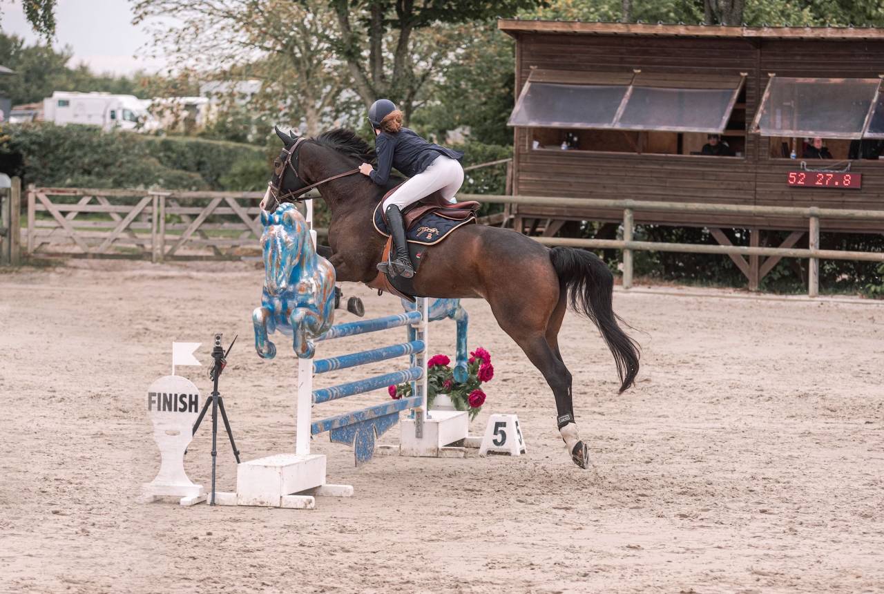 Gelding Selle Fran&ccedil;ais For sale 2015 Dark Bay