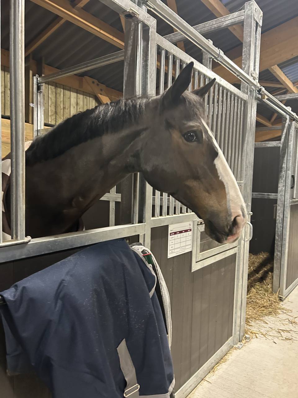 Gelding Selle Fran&ccedil;ais For sale 2015 Dark Bay