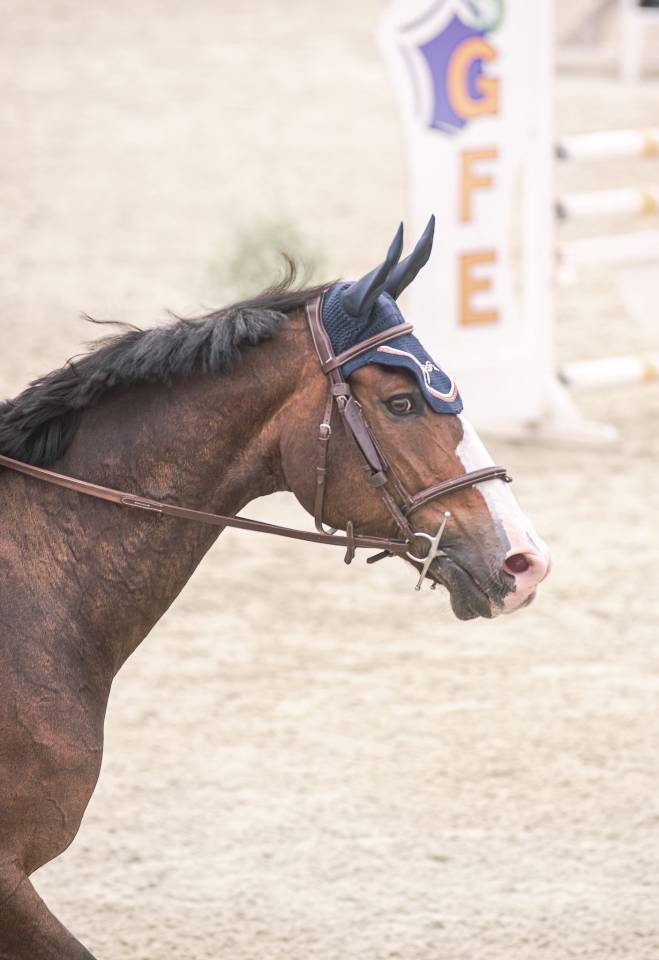 Gelding Selle Fran&ccedil;ais For sale 2015 Dark Bay