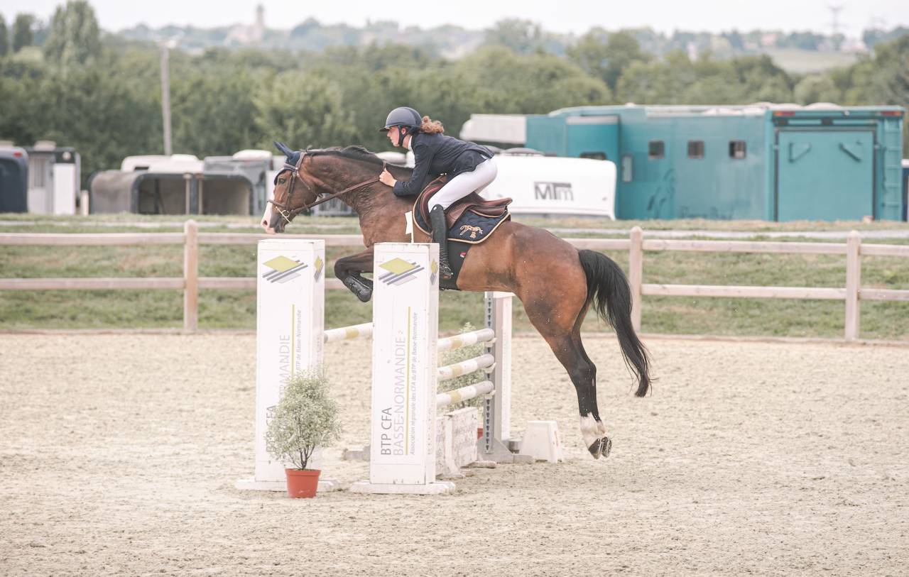 Gelding Selle Fran&ccedil;ais For sale 2015 Dark Bay