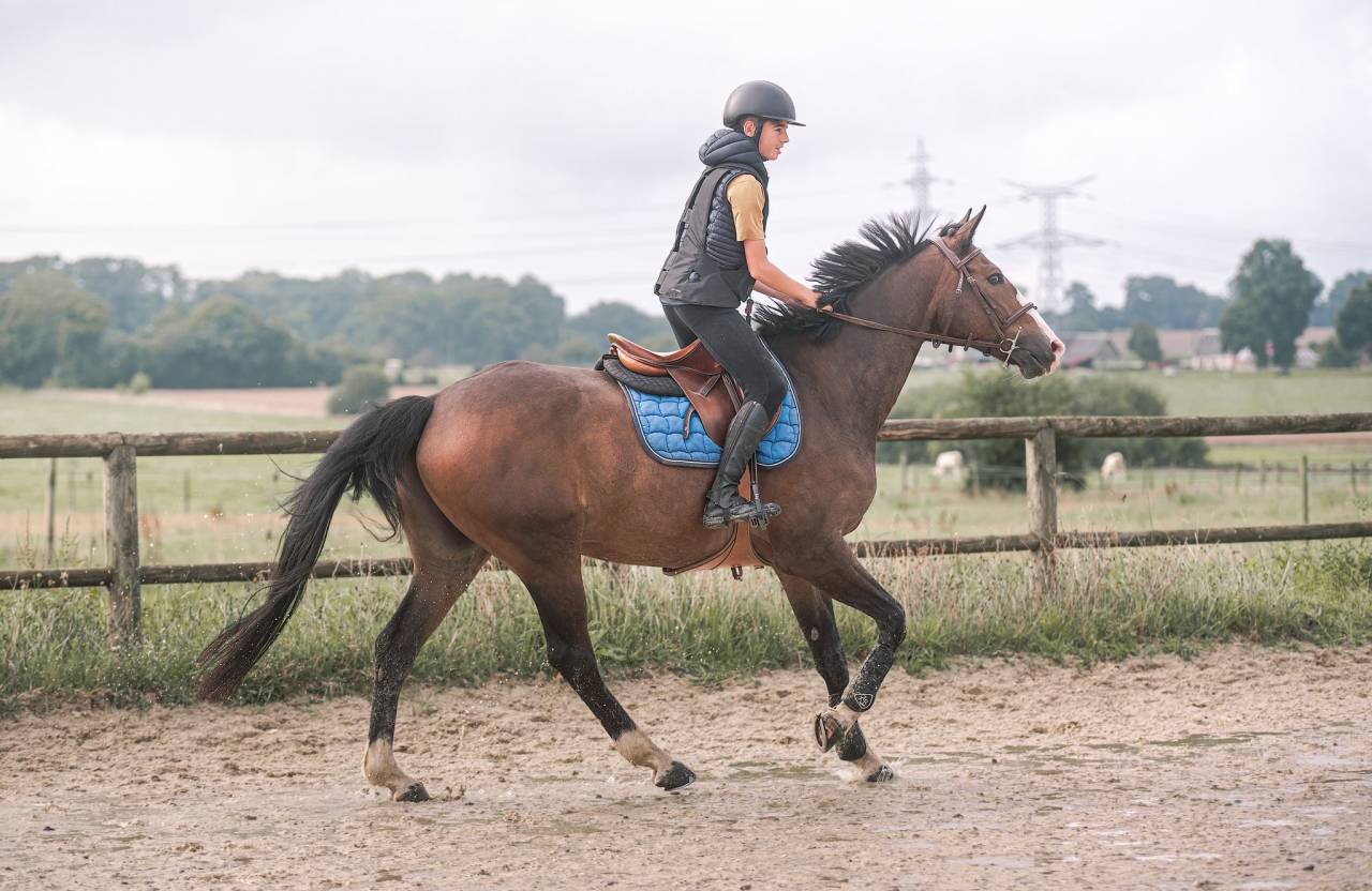 Gelding Selle Fran&ccedil;ais For sale 2015 Dark Bay