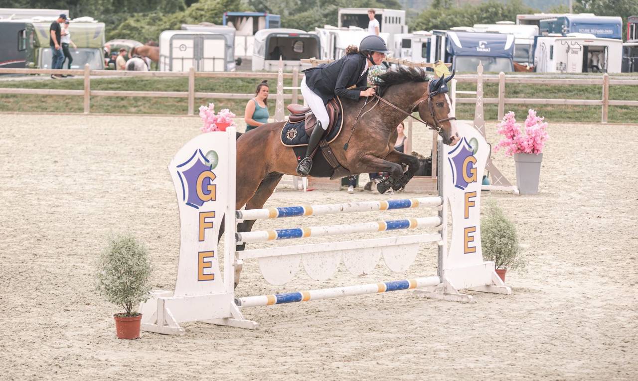 Gelding Selle Fran&ccedil;ais For sale 2015 Dark Bay