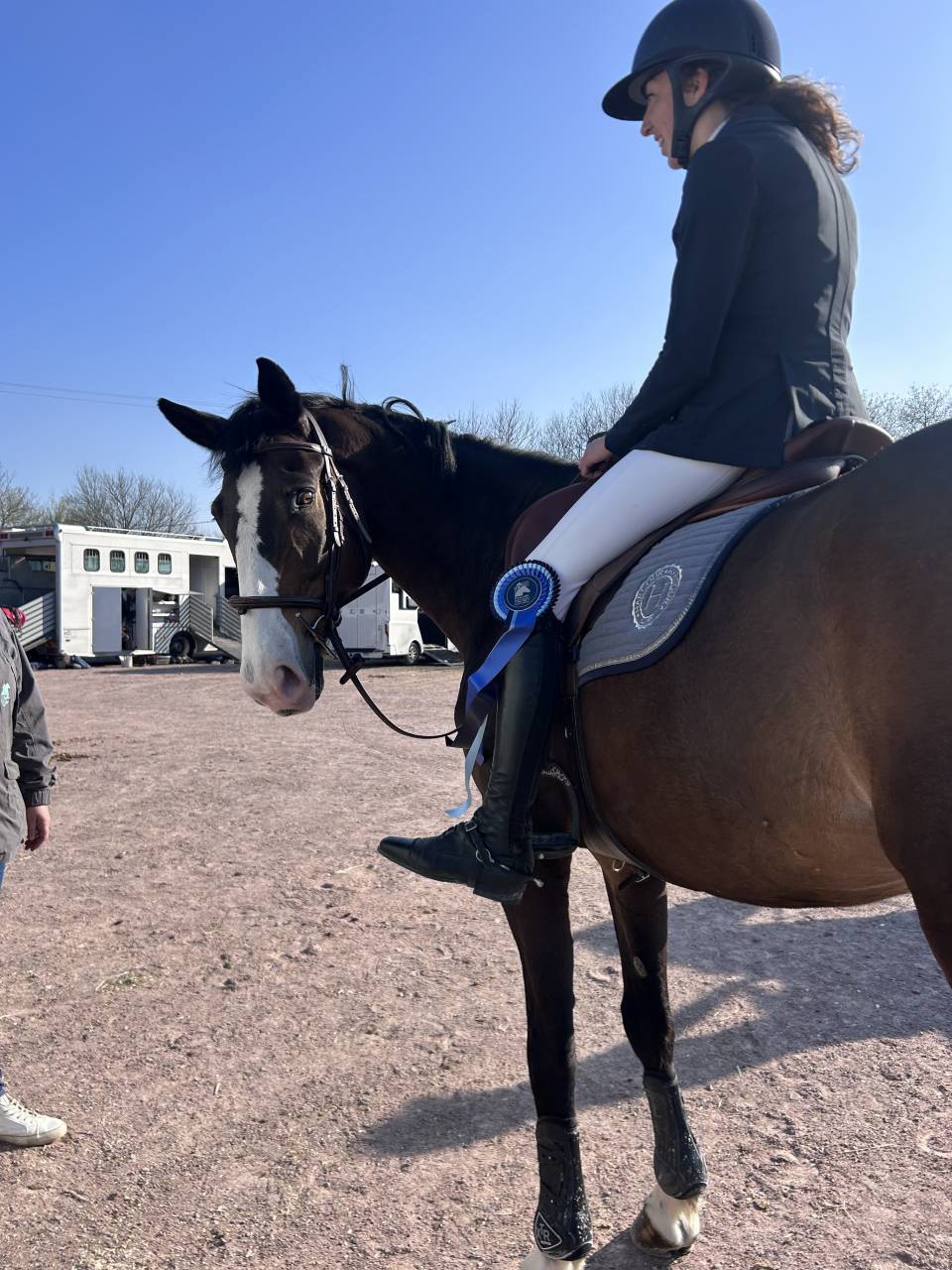 Gelding Selle Fran&ccedil;ais For sale 2015 Dark Bay