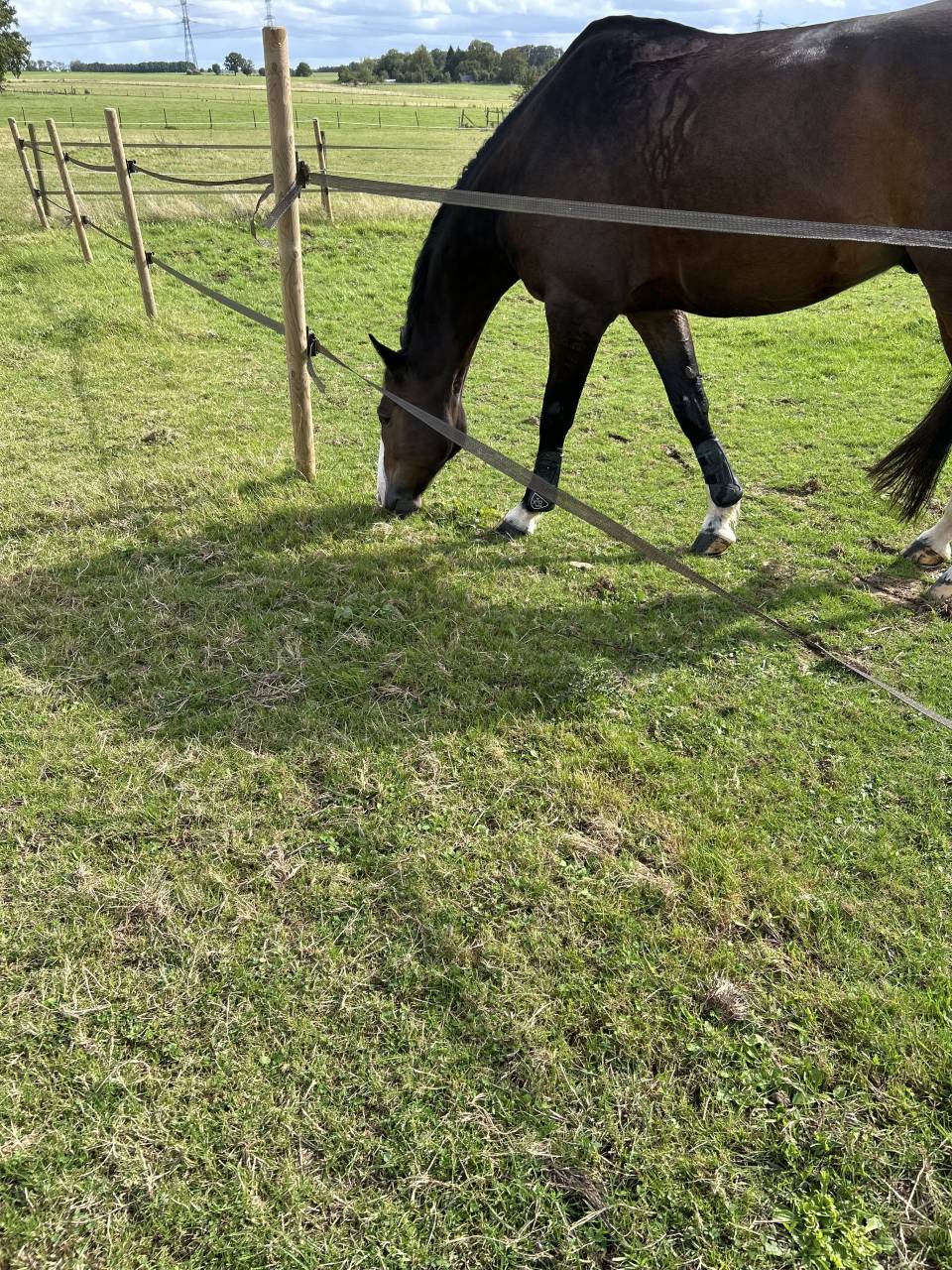 Gelding Selle Fran&ccedil;ais For sale 2015 Dark Bay