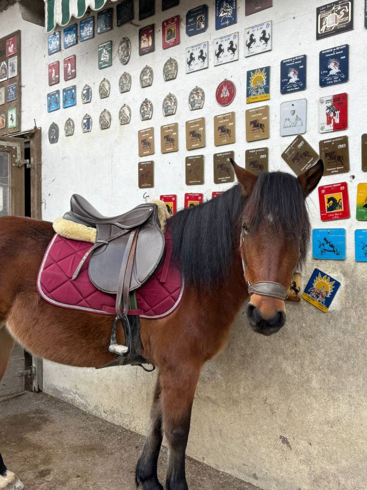 Mare No Origin Recorded For sale 2022 Bay