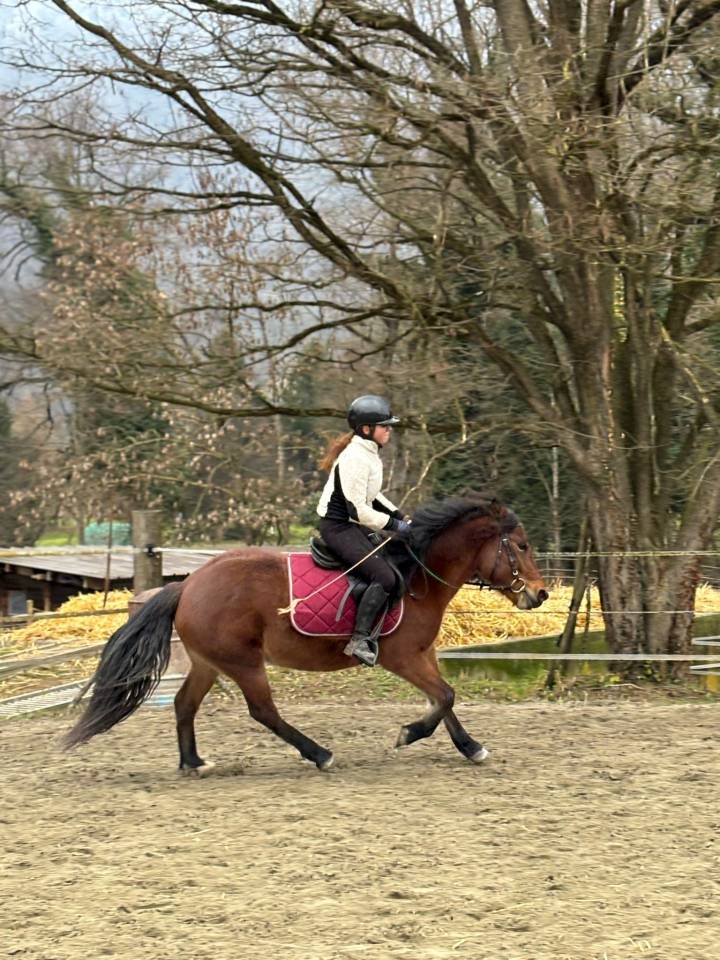 Mare No Origin Recorded For sale 2022 Bay