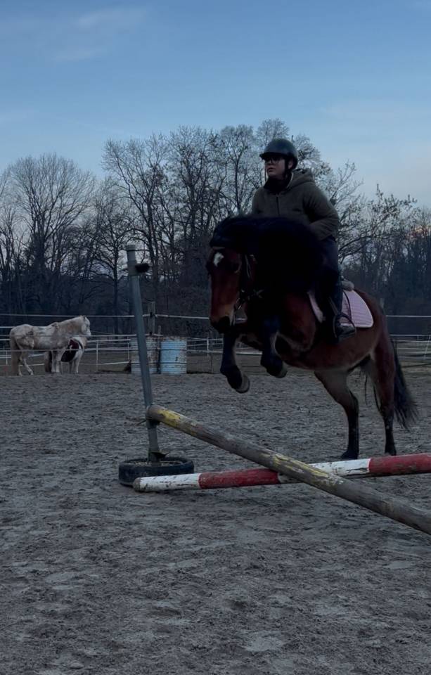 Mare No Origin Recorded For sale 2022 Bay