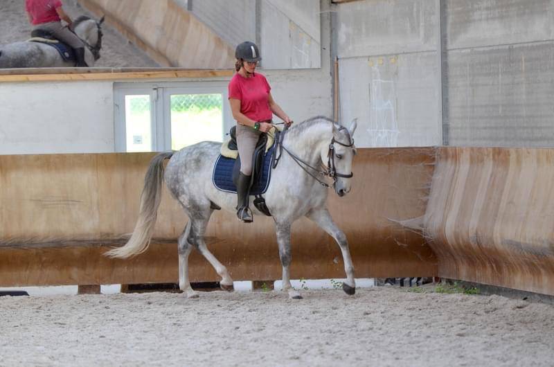 Gelding Lusitano For sale 2018 White
