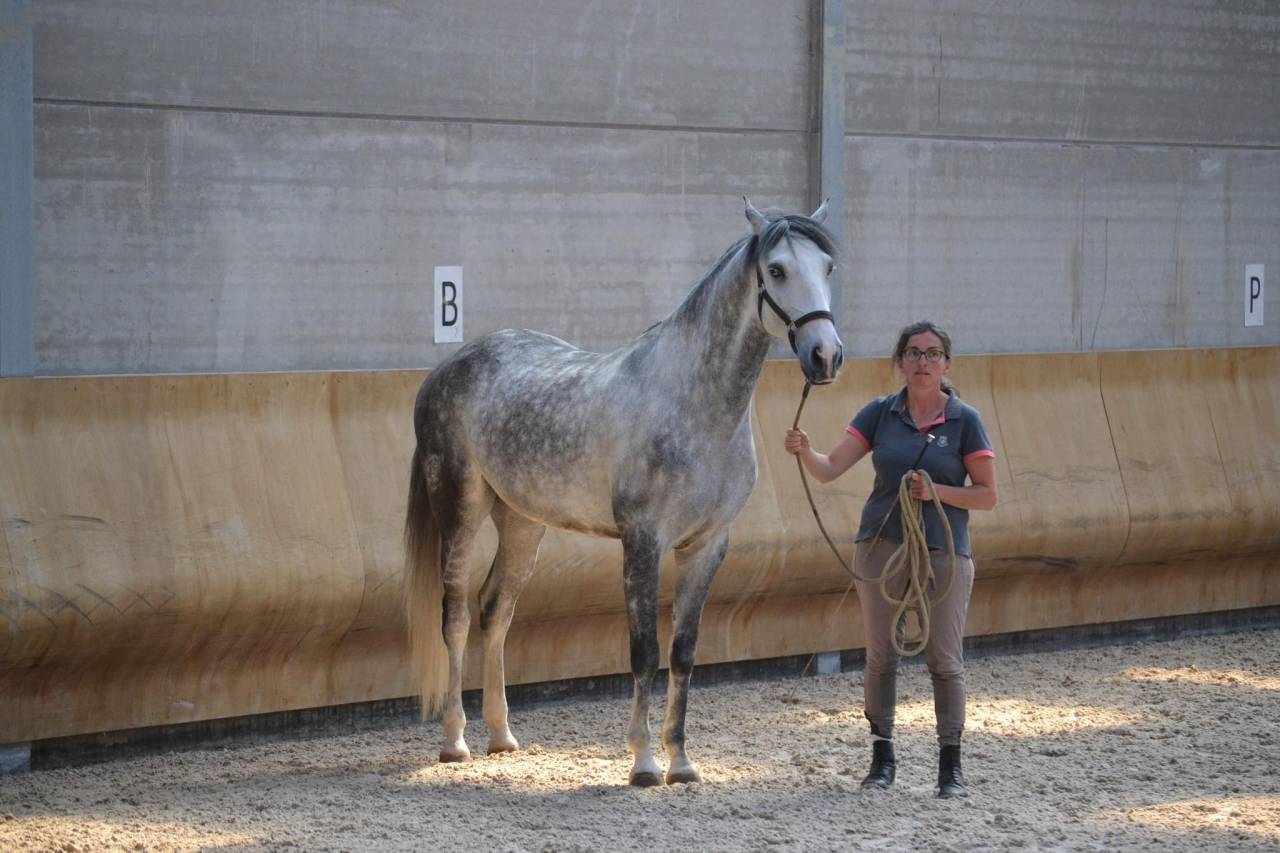 Gelding Lusitano For sale 2018 White