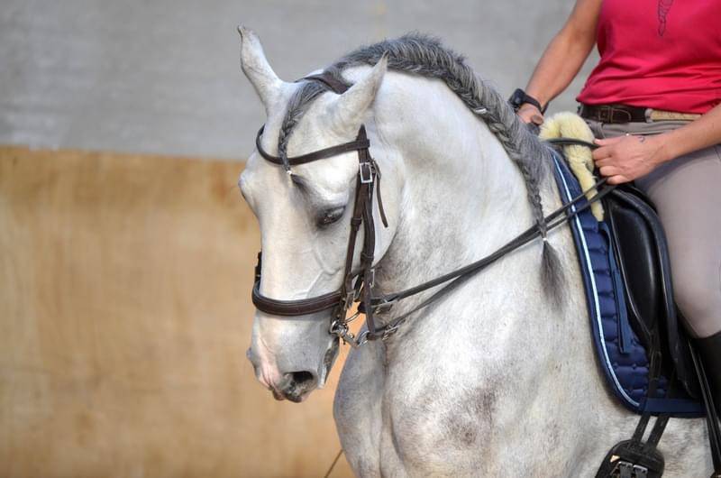Gelding Lusitano For sale 2018 White