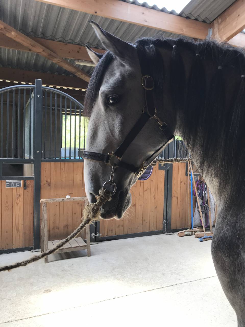 Gelding Lusitano For sale 2018 White