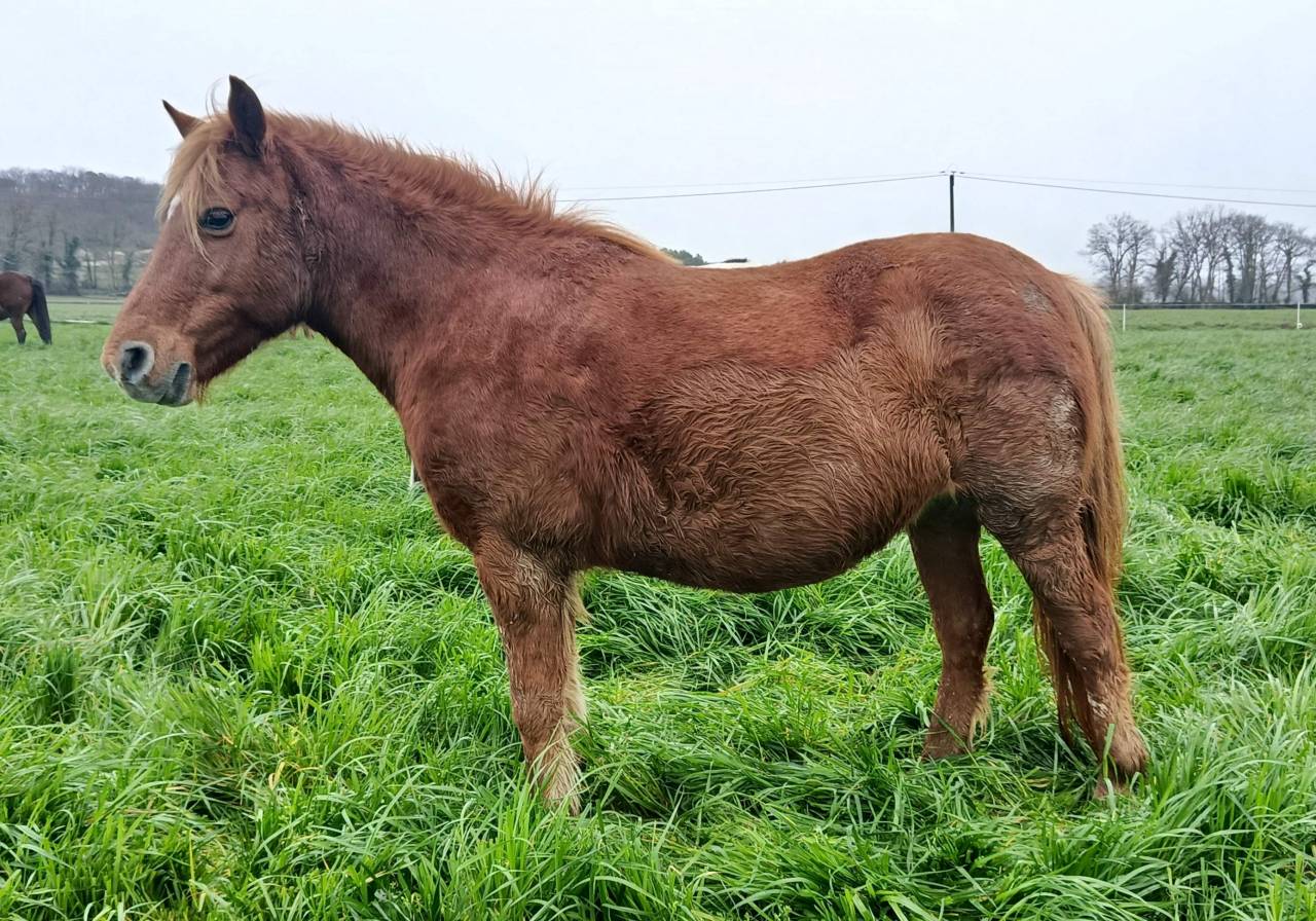 Broodmare Pottok  For sale 2011 Chesnut