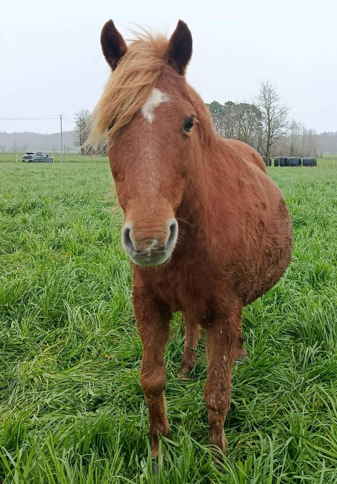 Broodmare Pottok  For sale 2011 Chesnut