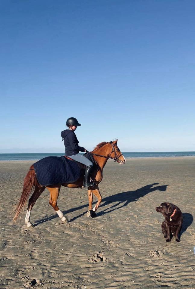 Gelding French Saddle Pony For sale 2015 Chesnut