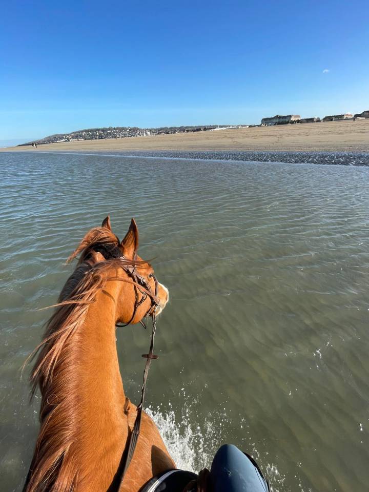 Gelding French Saddle Pony For sale 2015 Chesnut