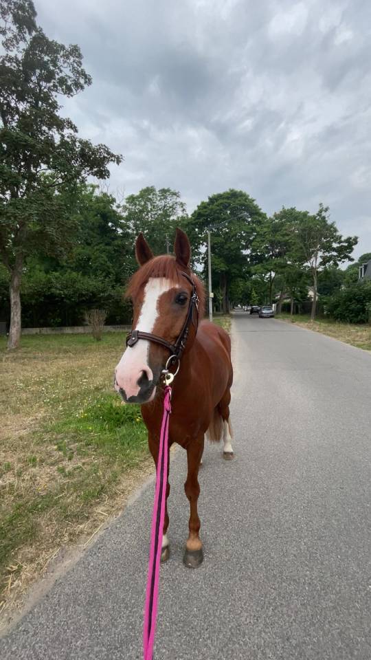 Gelding French Saddle Pony For sale 2015 Chesnut