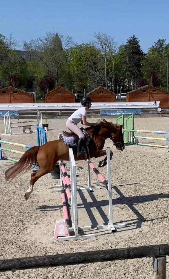 Gelding French Saddle Pony For sale 2015 Chesnut