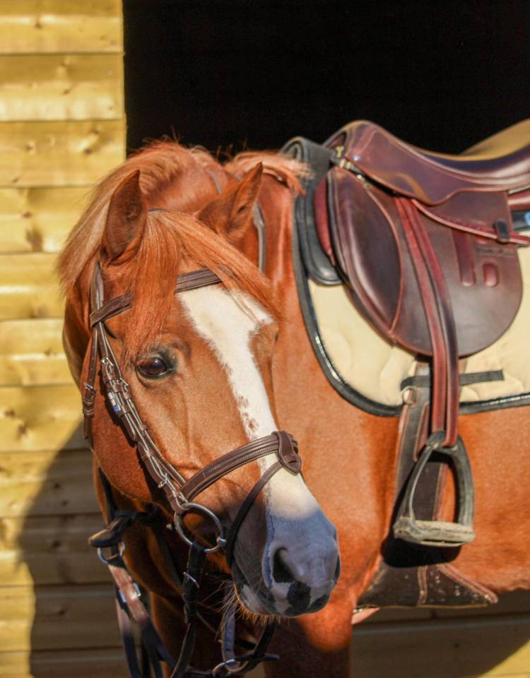 Gelding French Saddle Pony For sale 2015 Chesnut