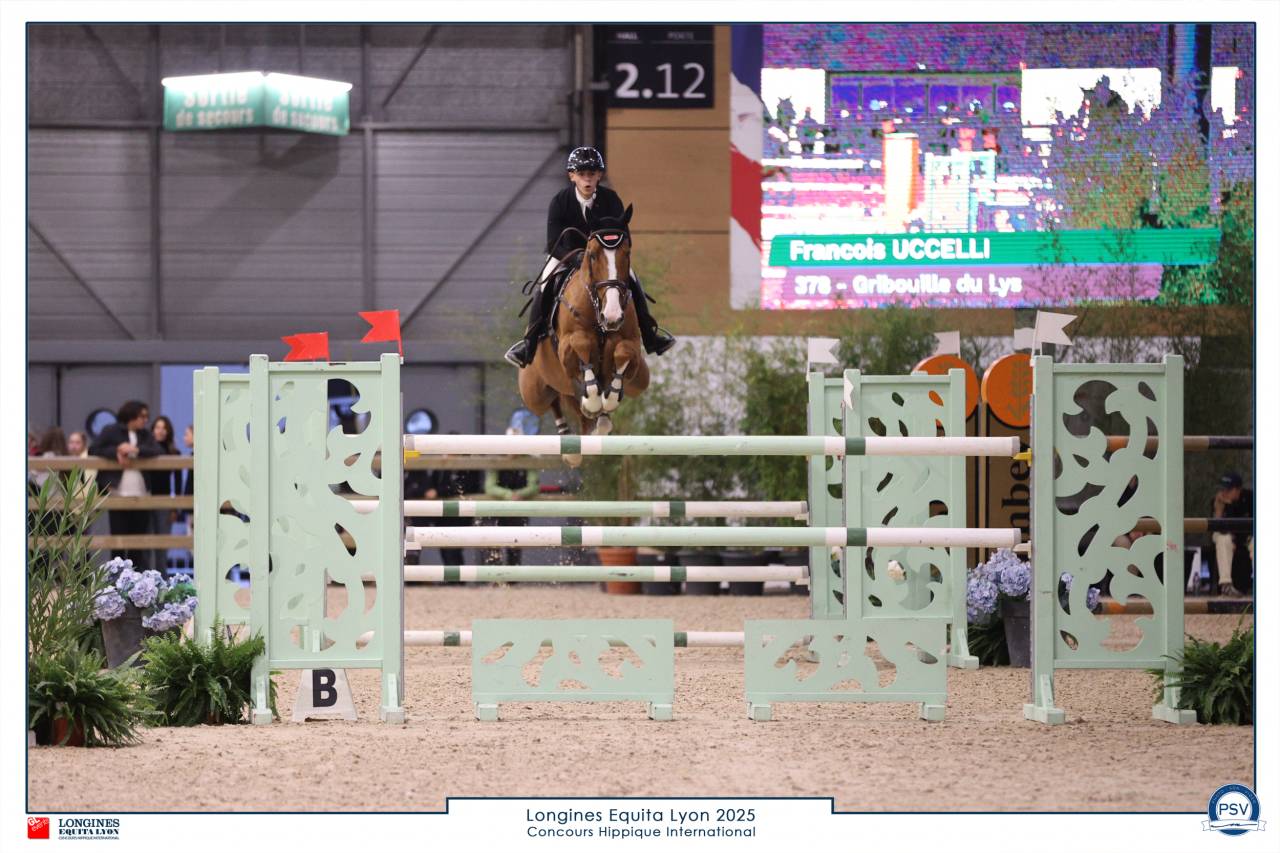 Gelding Selle Fran&ccedil;ais For sale 2016 Chesnut