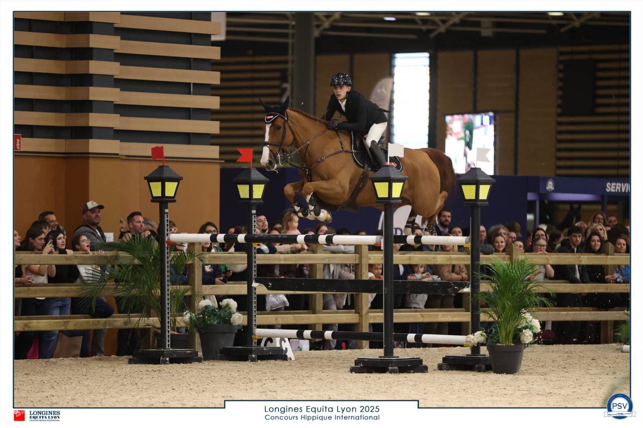 Gelding Selle Fran&ccedil;ais For sale 2016 Chesnut